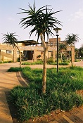 Proteapark top dam